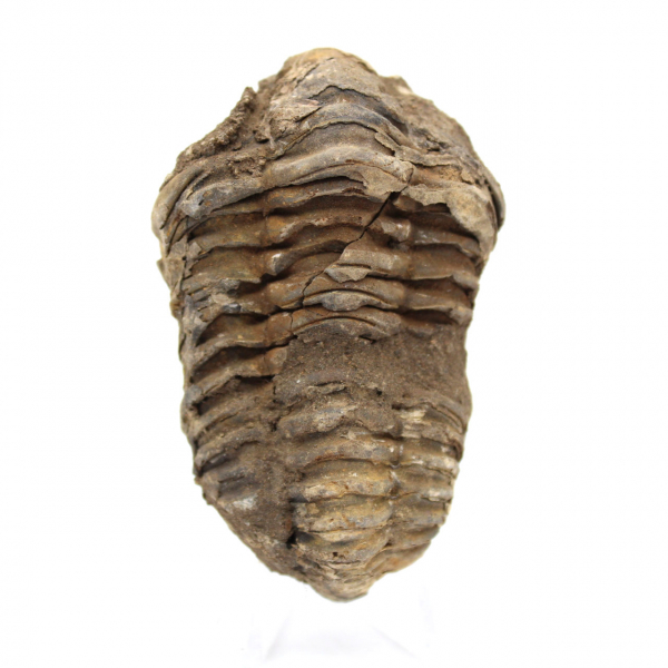 Fossile de trilobite du Maroc