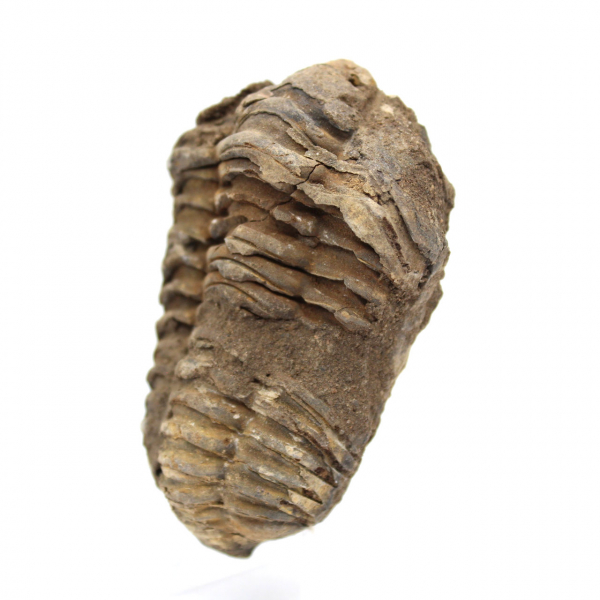 Fossile de trilobite du Maroc