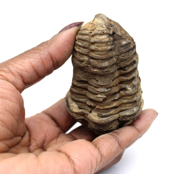 Fossile de trilobite du Maroc