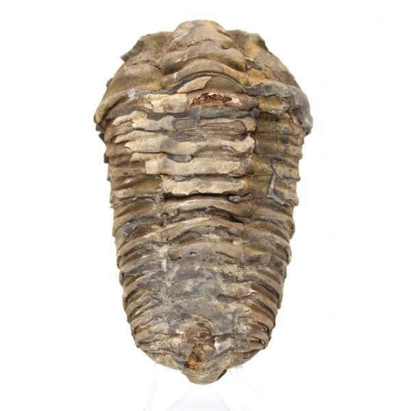 Trilobite fossile du Maroc