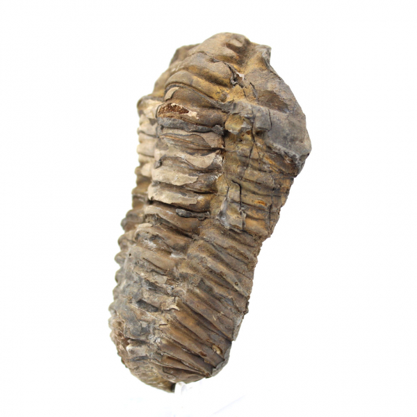 Trilobite fossile du Maroc