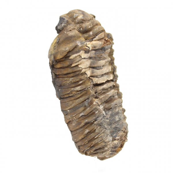 Trilobite fossile du Maroc