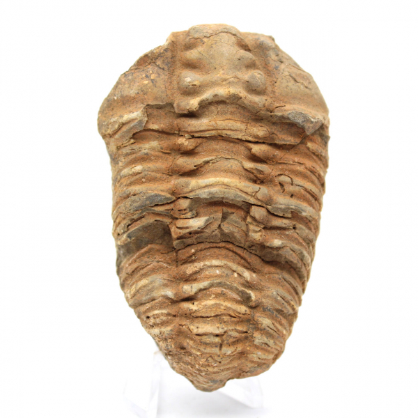 Trilobite fossile Maroc