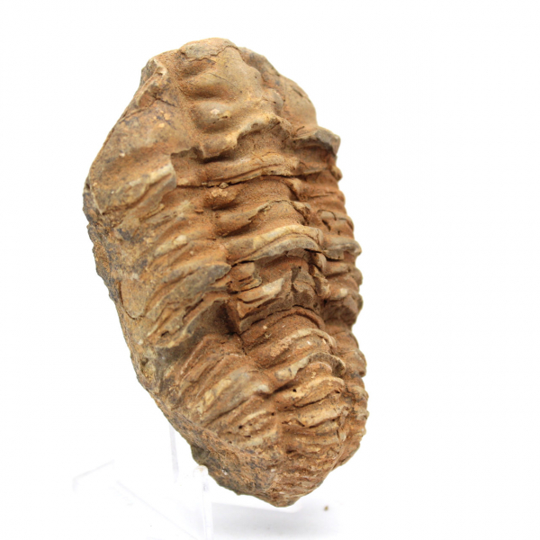 Trilobite fossile Maroc