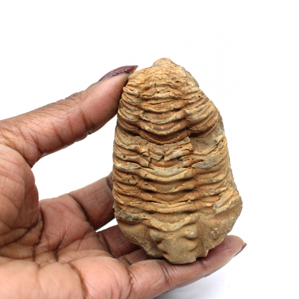 Trilobite fossile Maroc