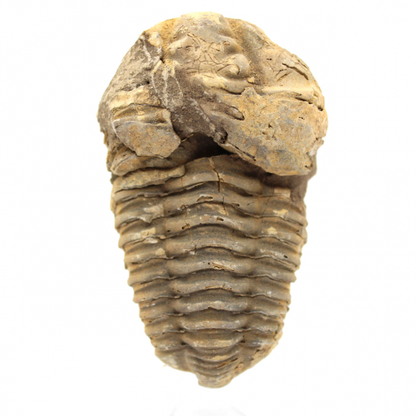 Fossile de trilobite