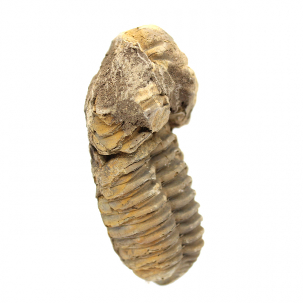 Fossile de trilobite