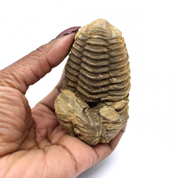 Fossile de trilobite