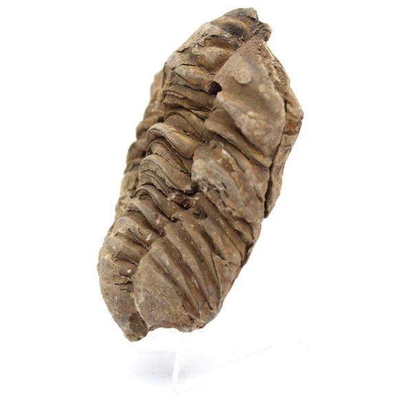 Trilobite fossile