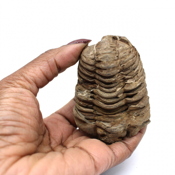 Trilobite fossile