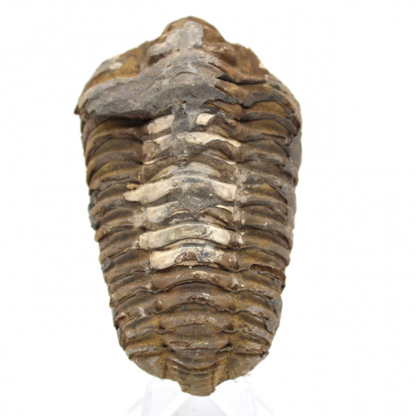 Trilobite du Maroc