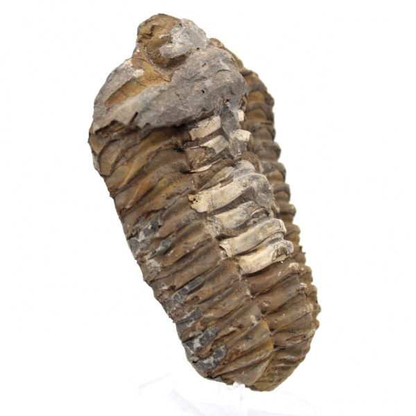 Trilobite du Maroc