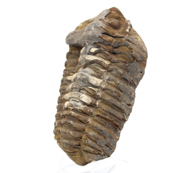 Trilobite du Maroc