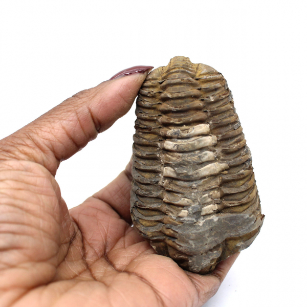 Trilobite du Maroc