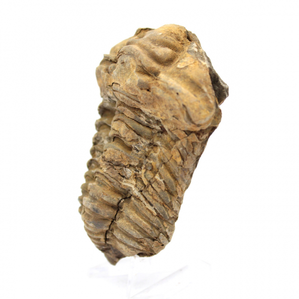 Trilobite fossile