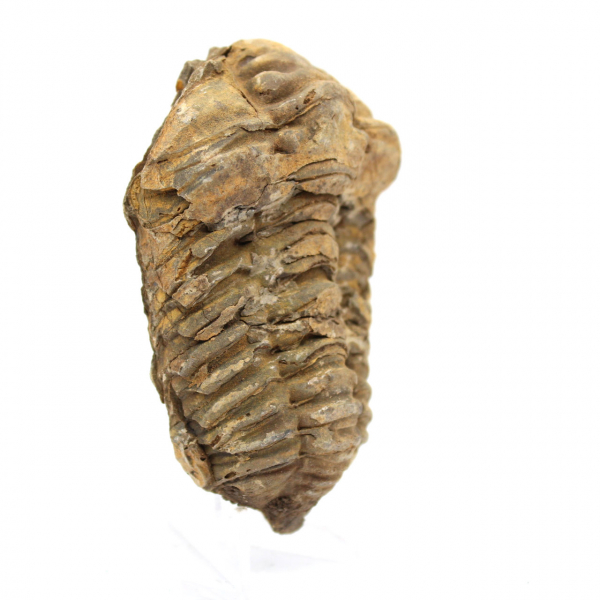 Trilobite fossile