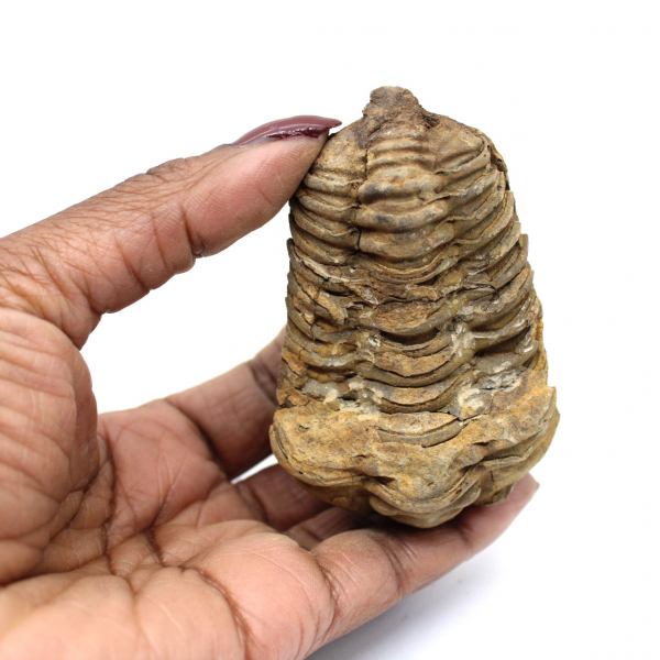 Trilobite fossile