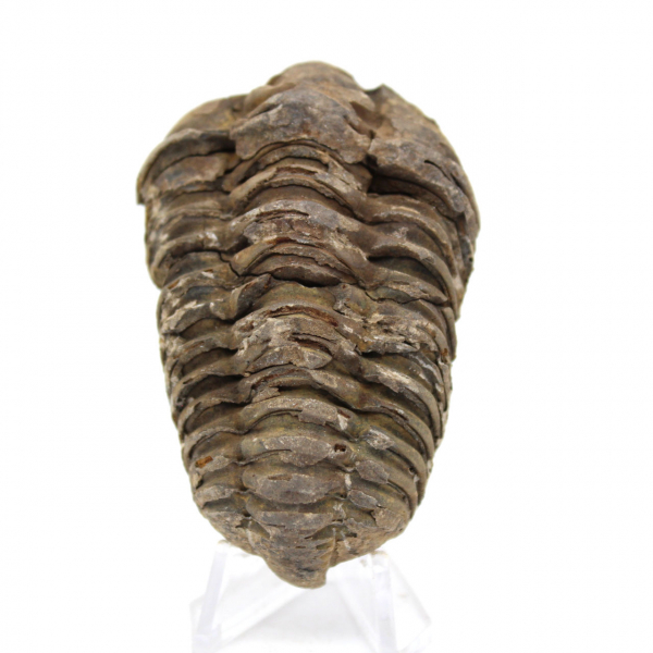 Trilobite du Maroc