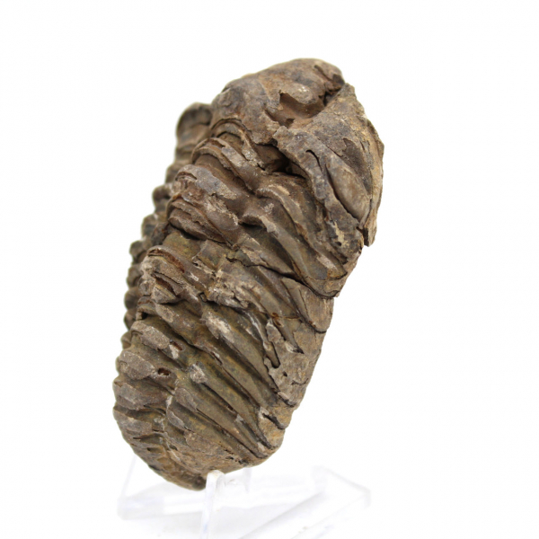 Trilobite du Maroc