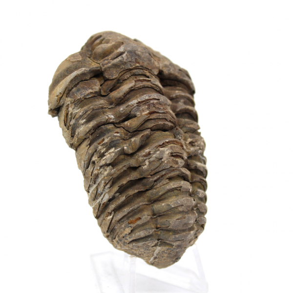 Trilobite du Maroc