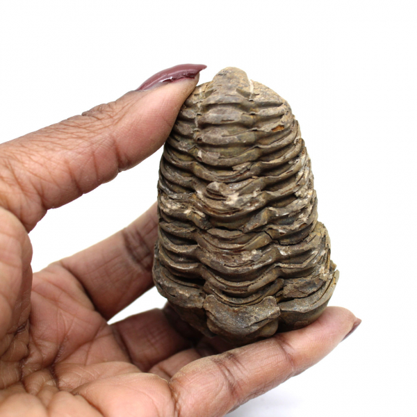 Trilobite du Maroc