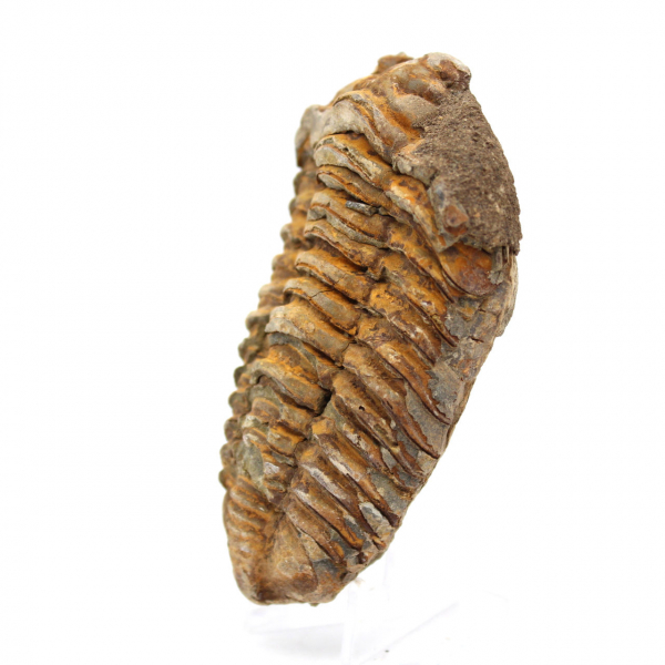 Trilobite