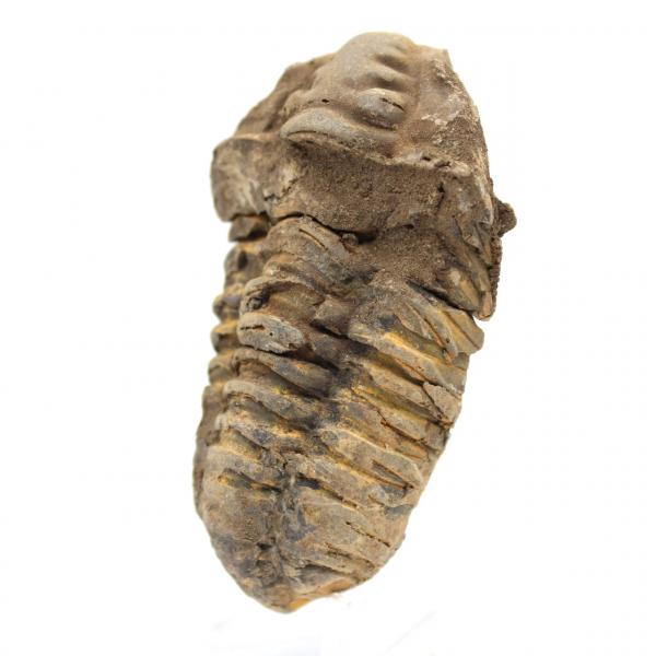 Trilobite brut du Maroc