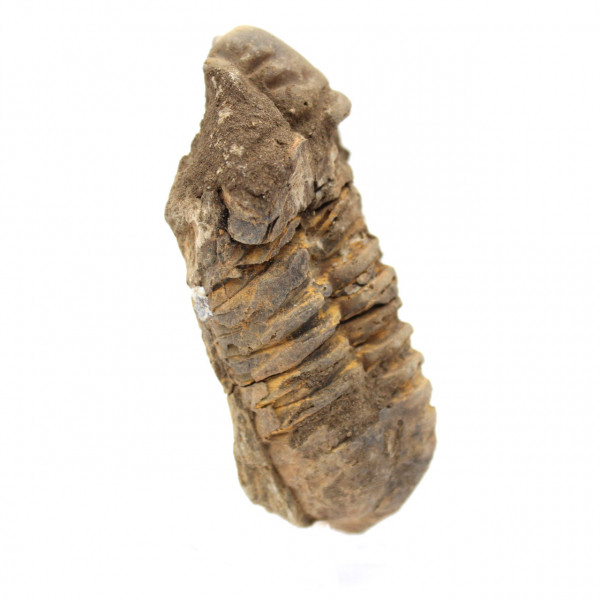 Trilobite brut du Maroc