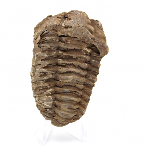 Trilobite fossile brut