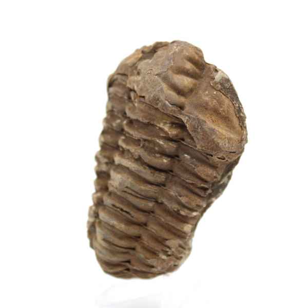 Trilobite fossile brut