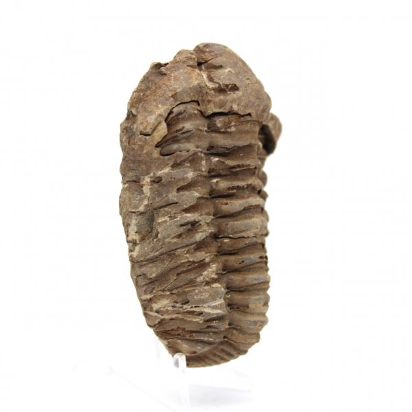 Trilobite fossile brut