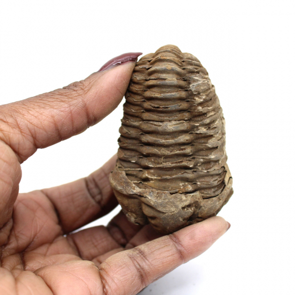 Trilobite fossile brut