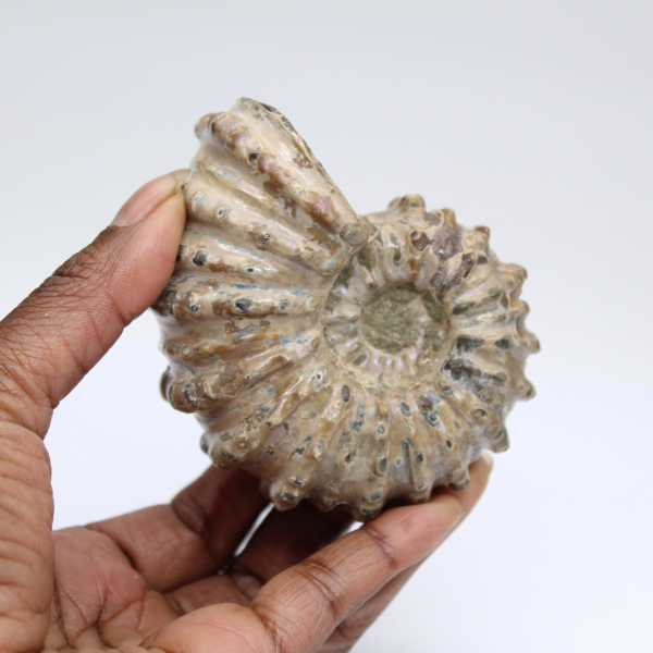 Ammonite Douvilleiceras inaequinodum