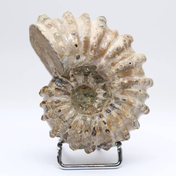 Ammonite Douvilleiceras inaequinodum