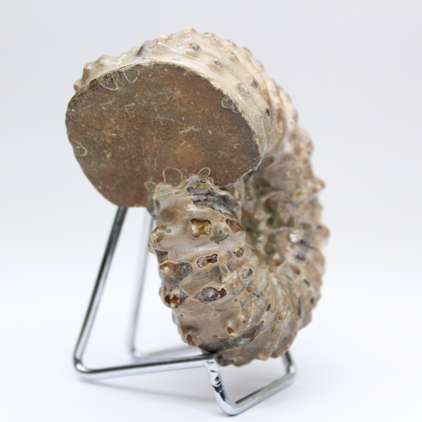 Ammonite Douvilleiceras inaequinodum