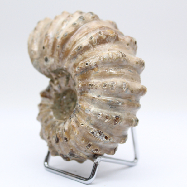 Ammonite Douvilleiceras inaequinodum