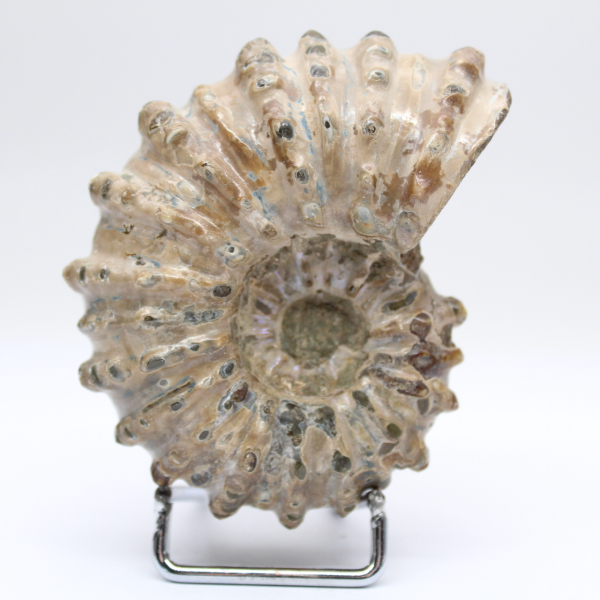 Ammonite Douvilleiceras inaequinodum