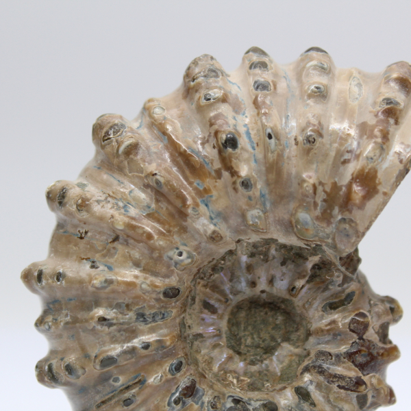 Ammonite Douvilleiceras inaequinodum