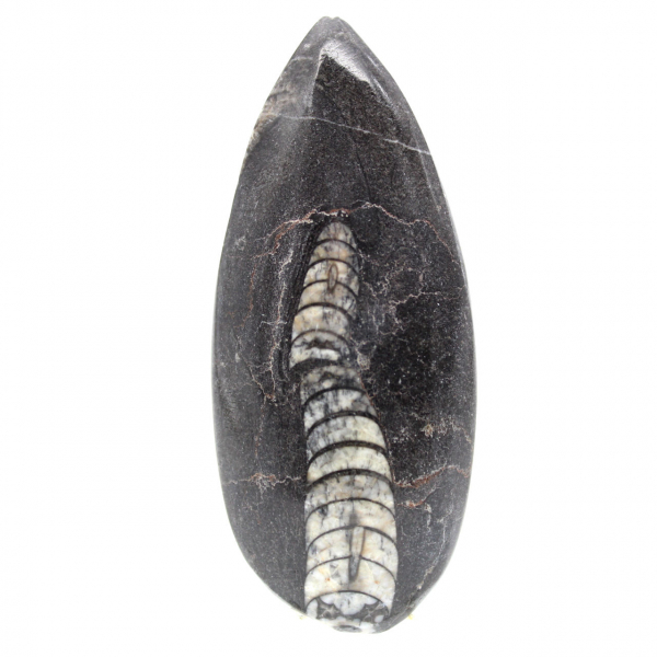 Orthocéras fossile