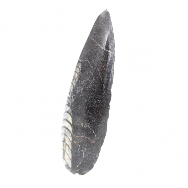 Orthocéras fossile