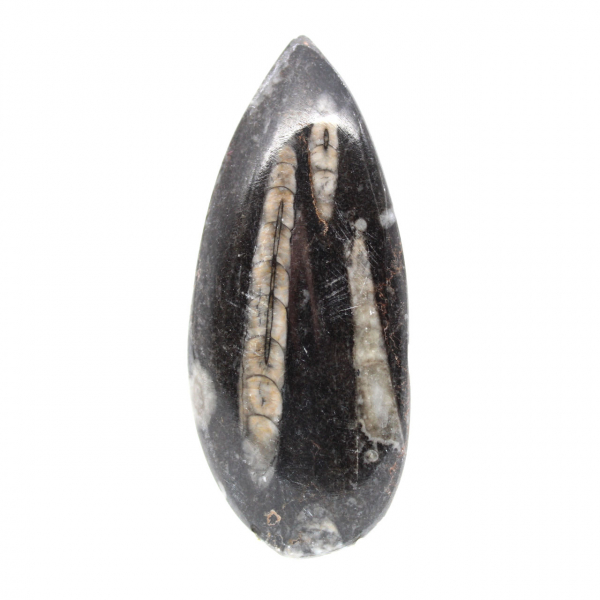 Orthocéras fossile du Maroc