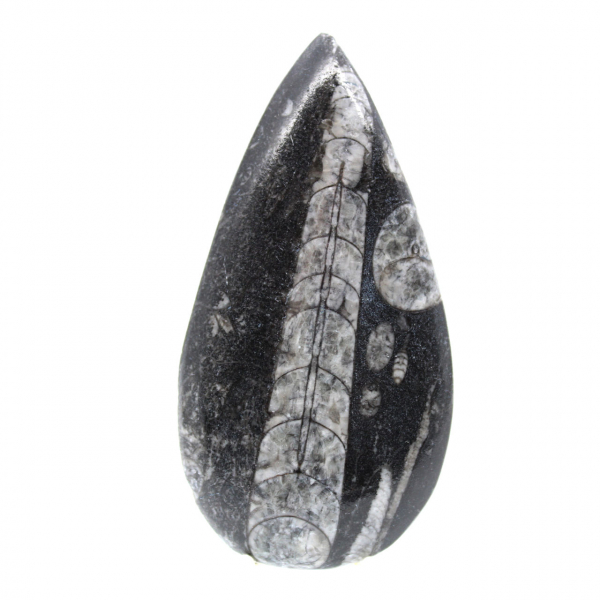 Orthocéras fossile