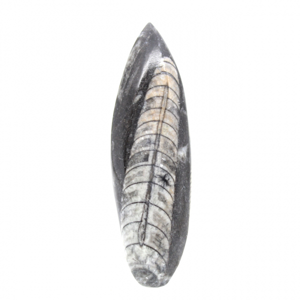 Orthocéras fossile du Maroc