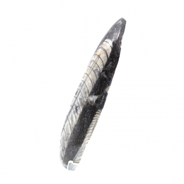 Orthocéras fossile du Maroc