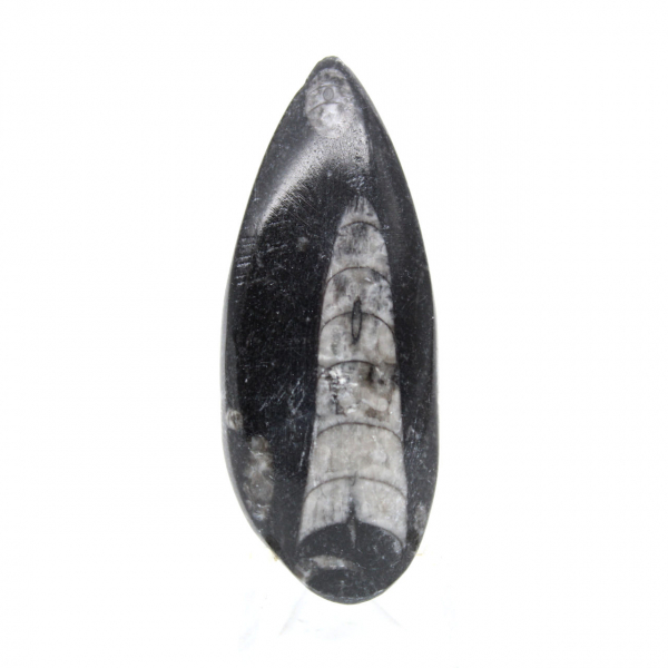 Orthocéras fossile