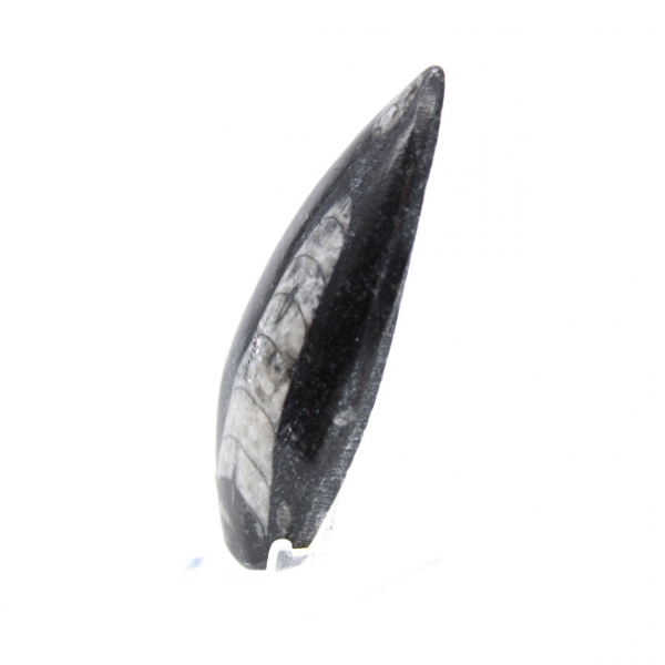 Orthocéras fossile