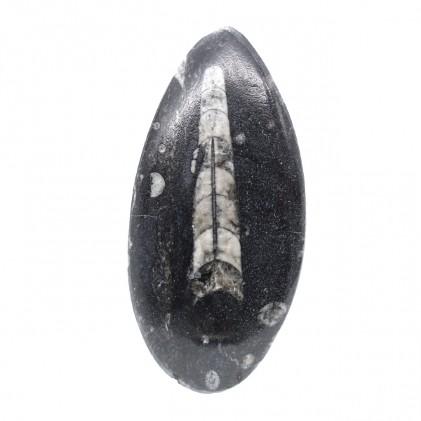Orthocéras fossile du Maroc