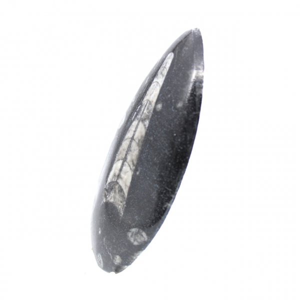 Orthocéras fossile du Maroc