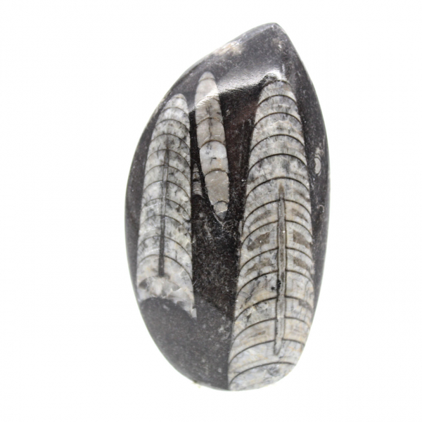Orthocéras fossile