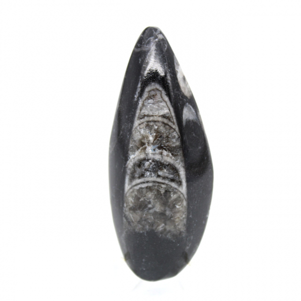 Orthocéras fossile du Maroc